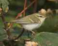 Зеленая пеночка фото (Phylloscopus trochiloides) - изображение №2398 onbird.ru.<br>Источник: orientalbirdimages.org